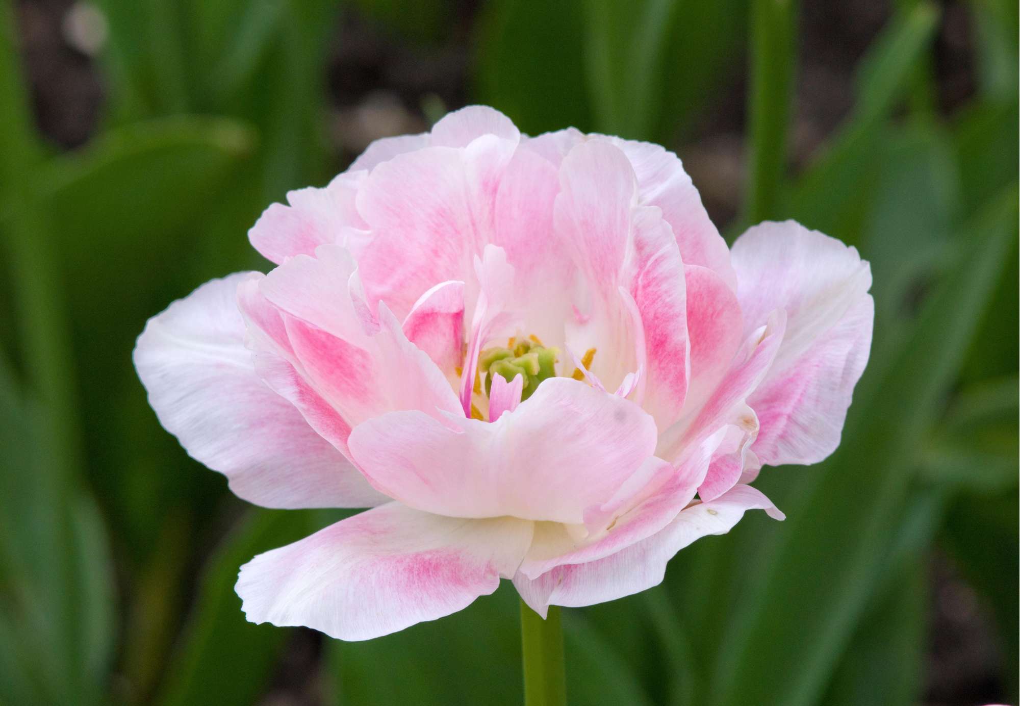 Tulpe 'Angelique'